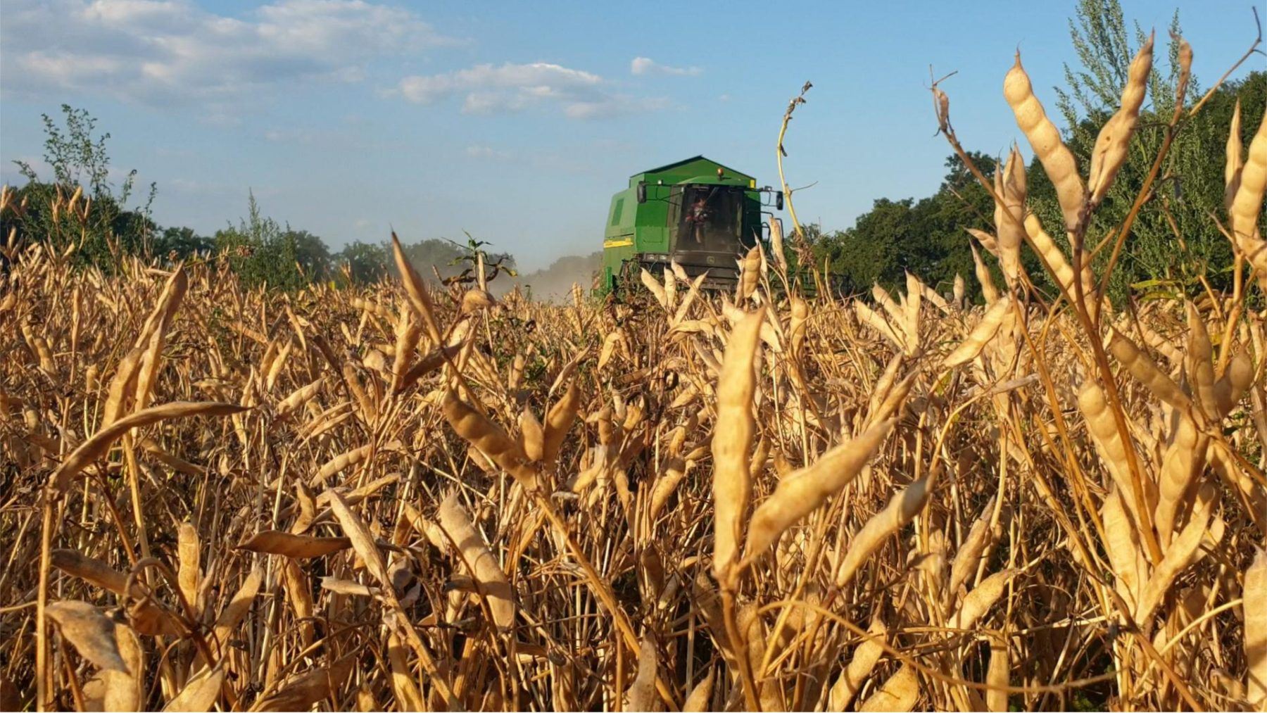 A combine harvesting a ripe lupin field